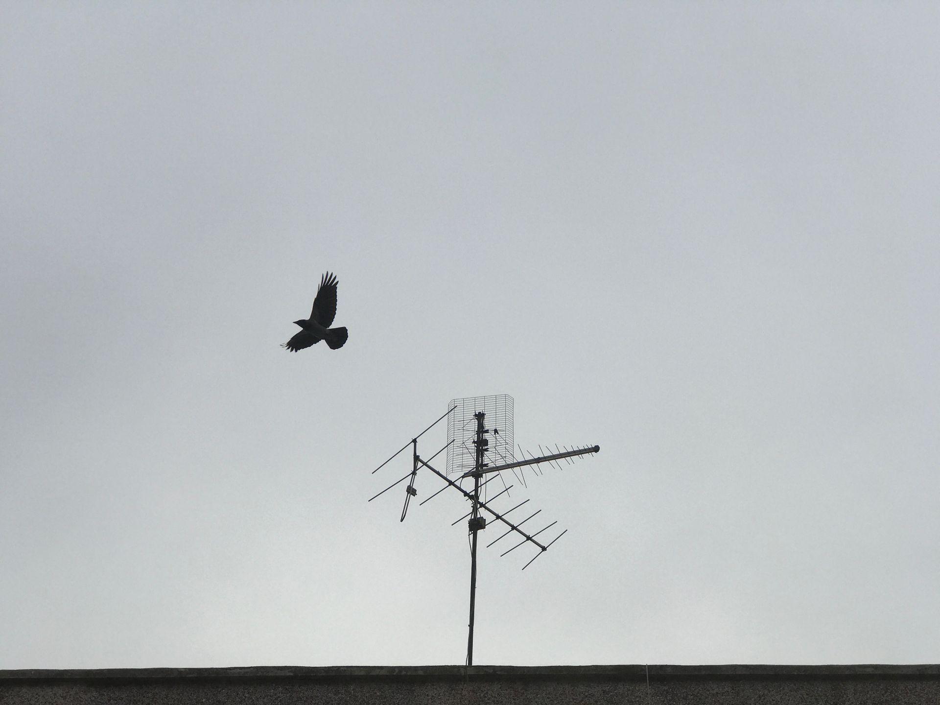 Grayscale Photo of a Bird Flying Away From Television Antenna