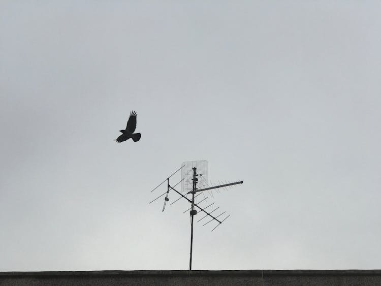 Grayscale Photo Of A Bird Flying Away From Television Antenna 