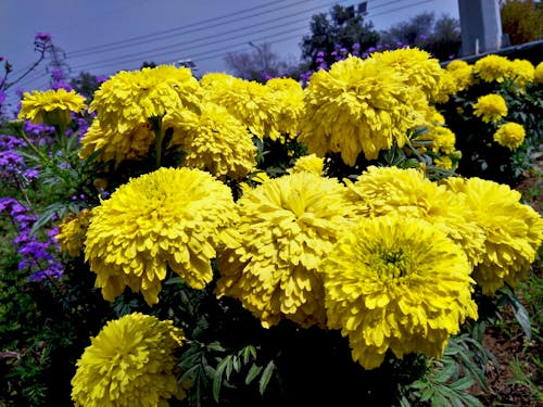 Marigold Flower 