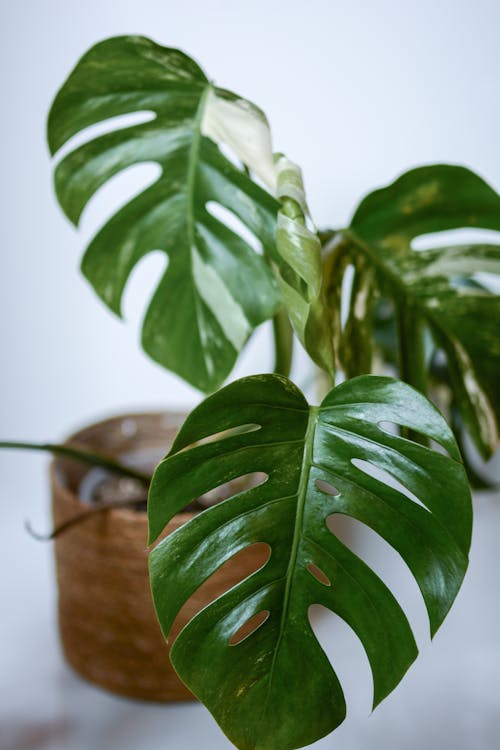 

A Close-Up Shot of a Swiss Cheese Plant