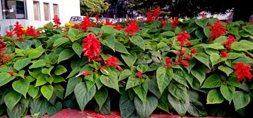 Salvia Splendens Red, Scarlet Sage