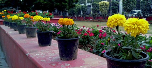 Marigold Flower Pots