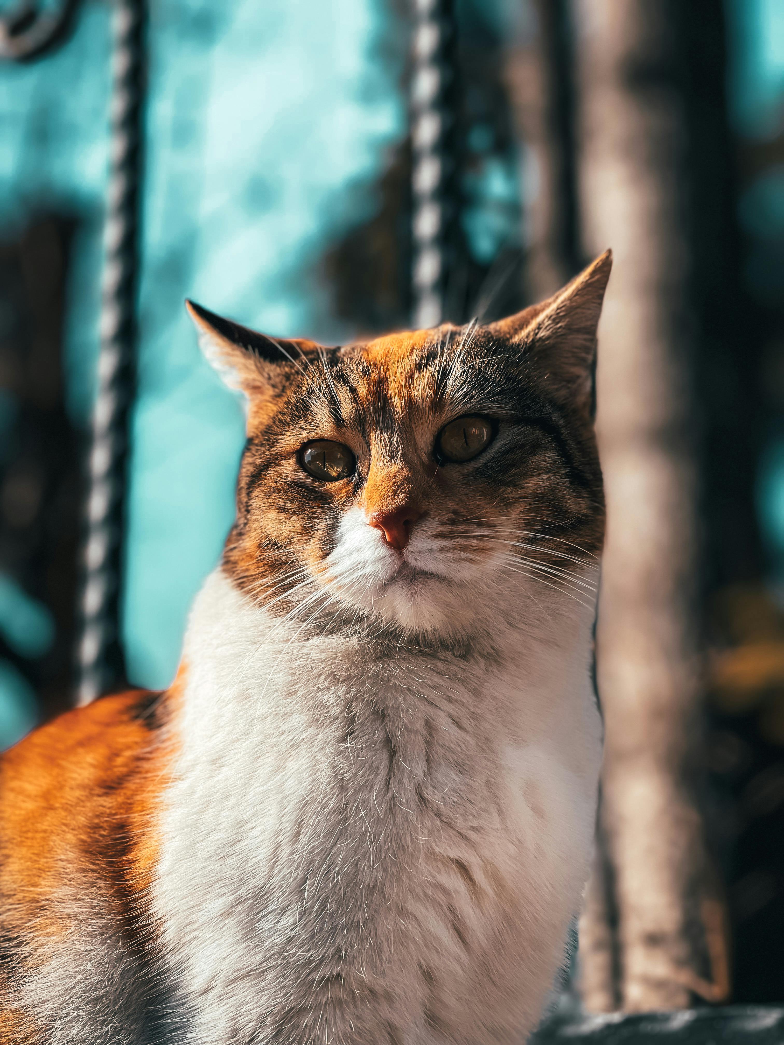 white and brown cat in tilt shift lens