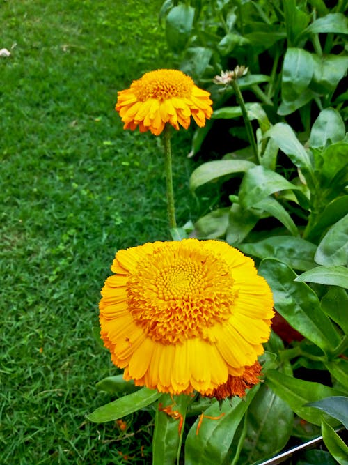 Helianthus Annuus Flower Plants