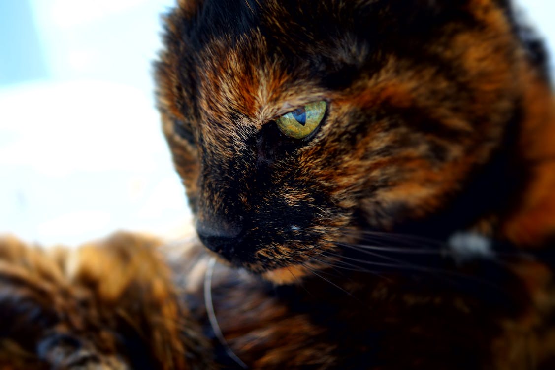 gratis Schildpad Cat Stockfoto