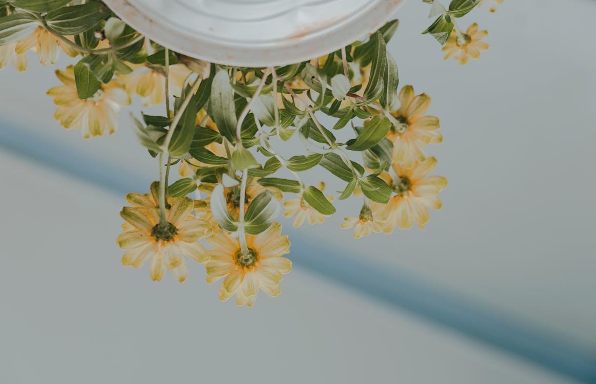 Low Angle Photography of Petaled Flowers on White Ceramic Pot