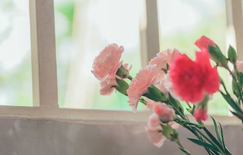 無料 ガラス窓の近くにピンクの花びらの花 写真素材