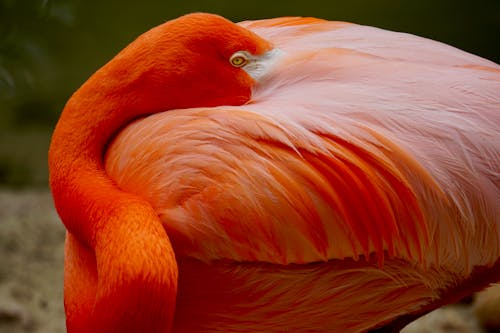 Closeup Photo of Orange Flamingo
