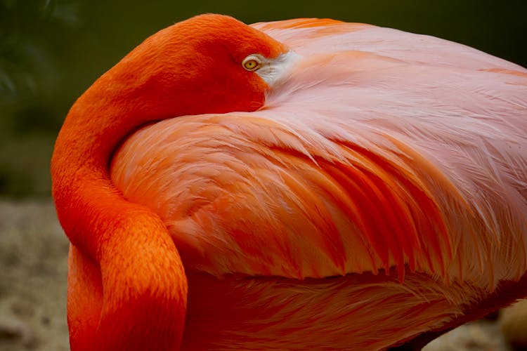 Closeup Photo Of Orange Flamingo