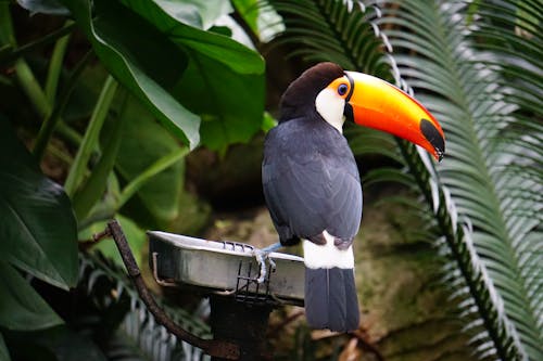 คลังภาพถ่ายฟรี ของ toco toucan, การถ่ายภาพนก, การถ่ายภาพสัตว์ป่า