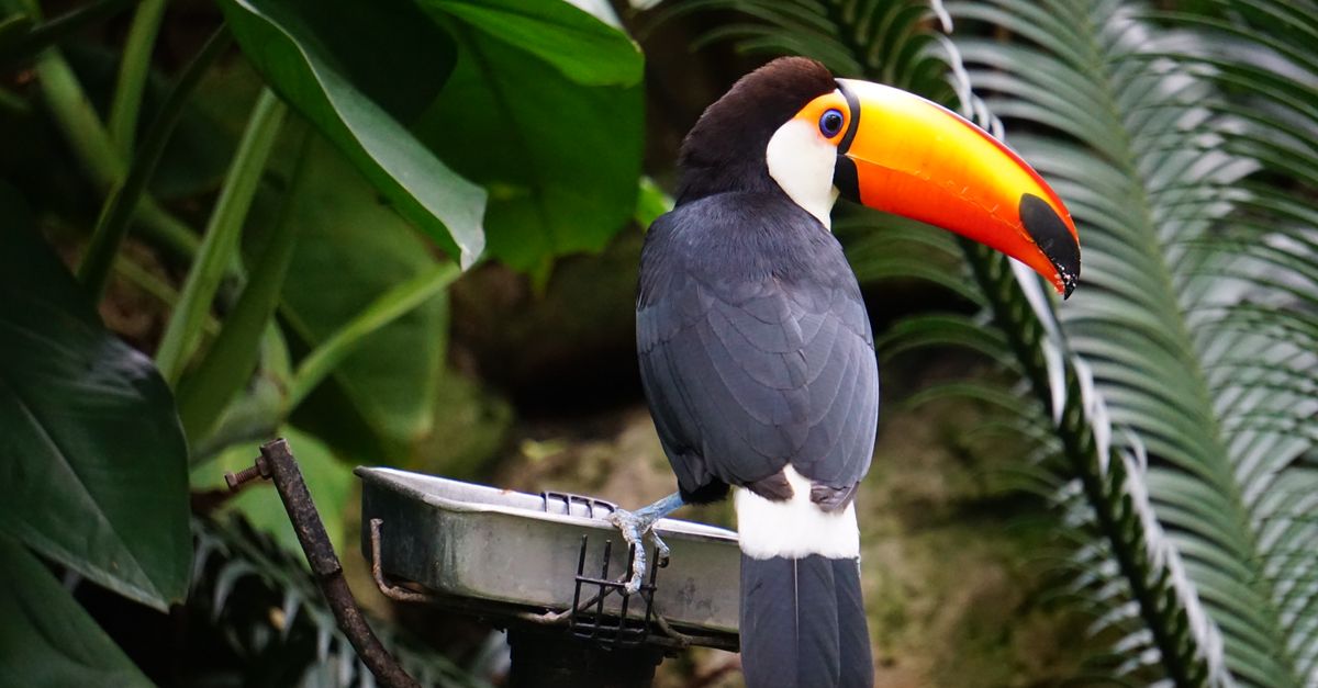 Tucano-toco pousado em meio à vegetação, no Parque das Aves de Foz do Iguaçu