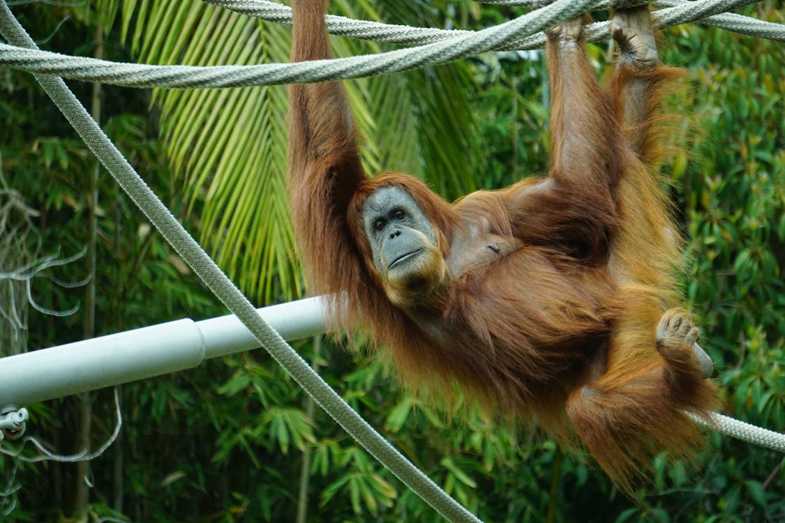 Primate Marrone Che Appende Sull'albero