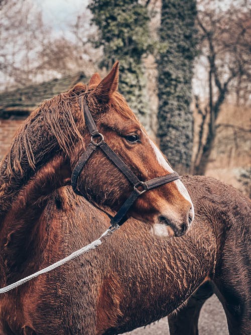 Kostnadsfri bild av betsel, brun häst, däggdjur