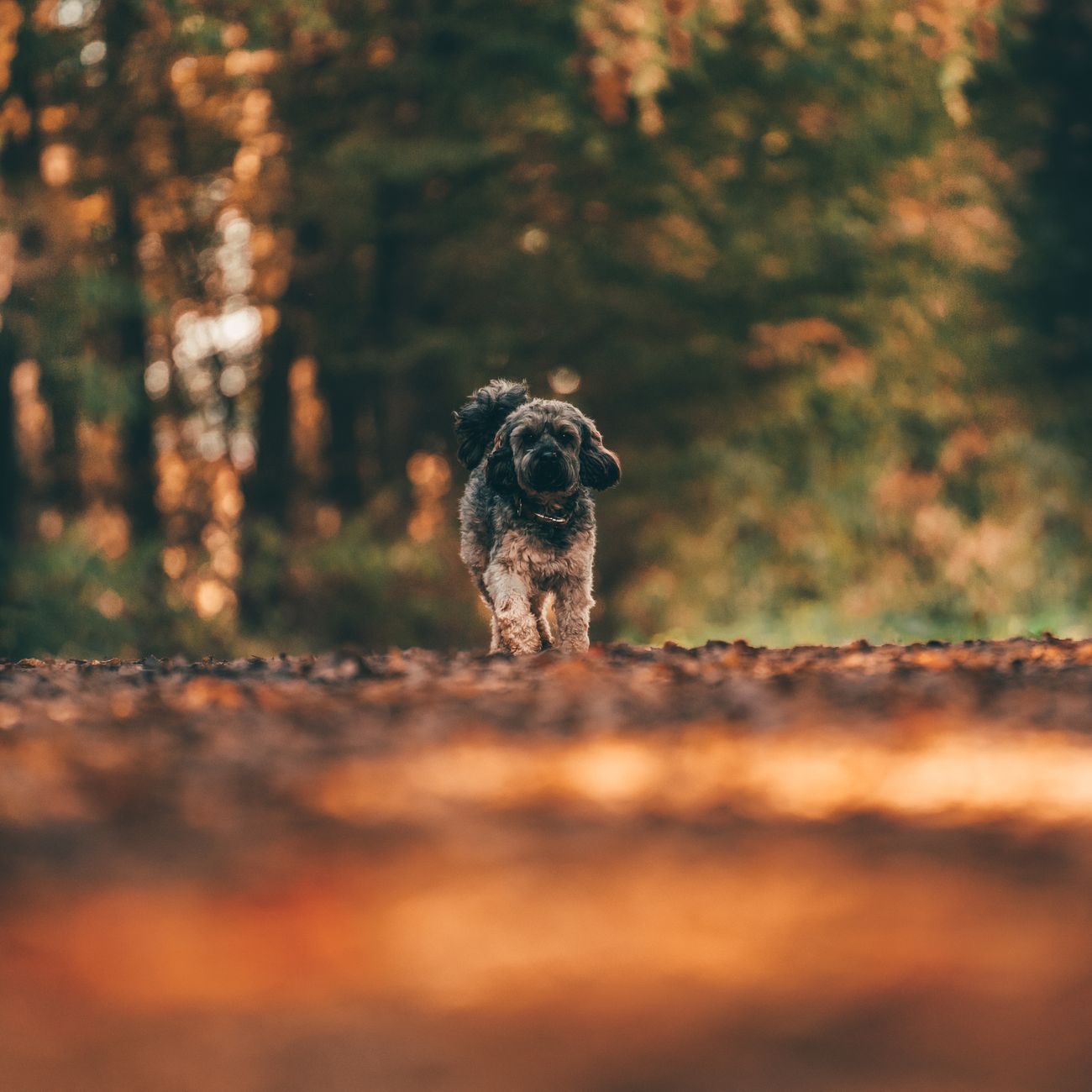 Adorable dog running joyfully on a forest path during autumn. Perfect pet and nature shot.