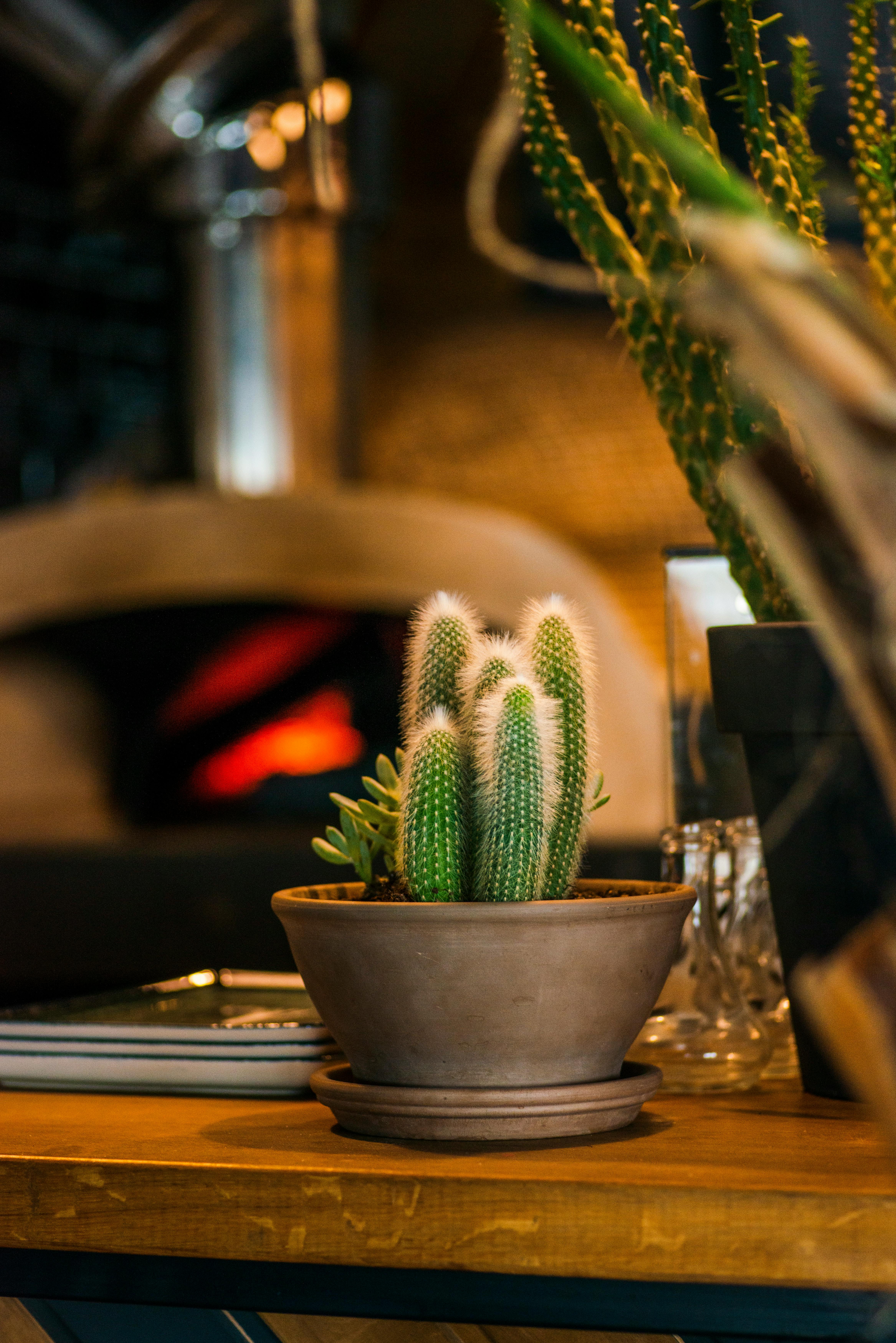 Table cactus store plant