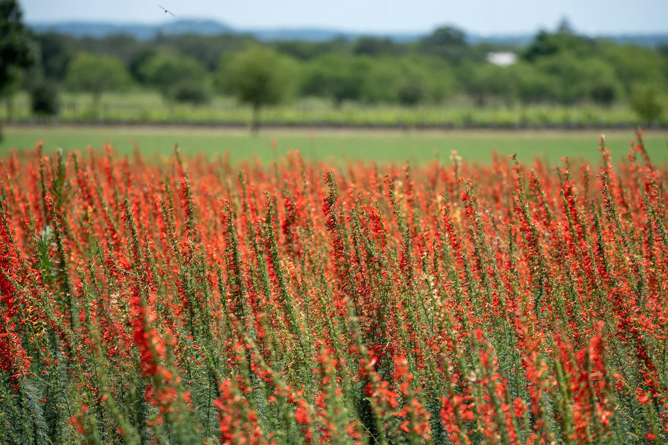 red flowers Fredericksburg, TX, United States