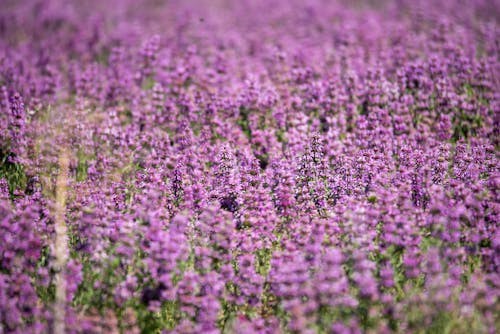 Free Lavender Field Stock Photo