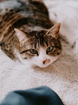 Charming portrait of a tabby cat lying on a soft textured surface, wide-eyed and relaxed.