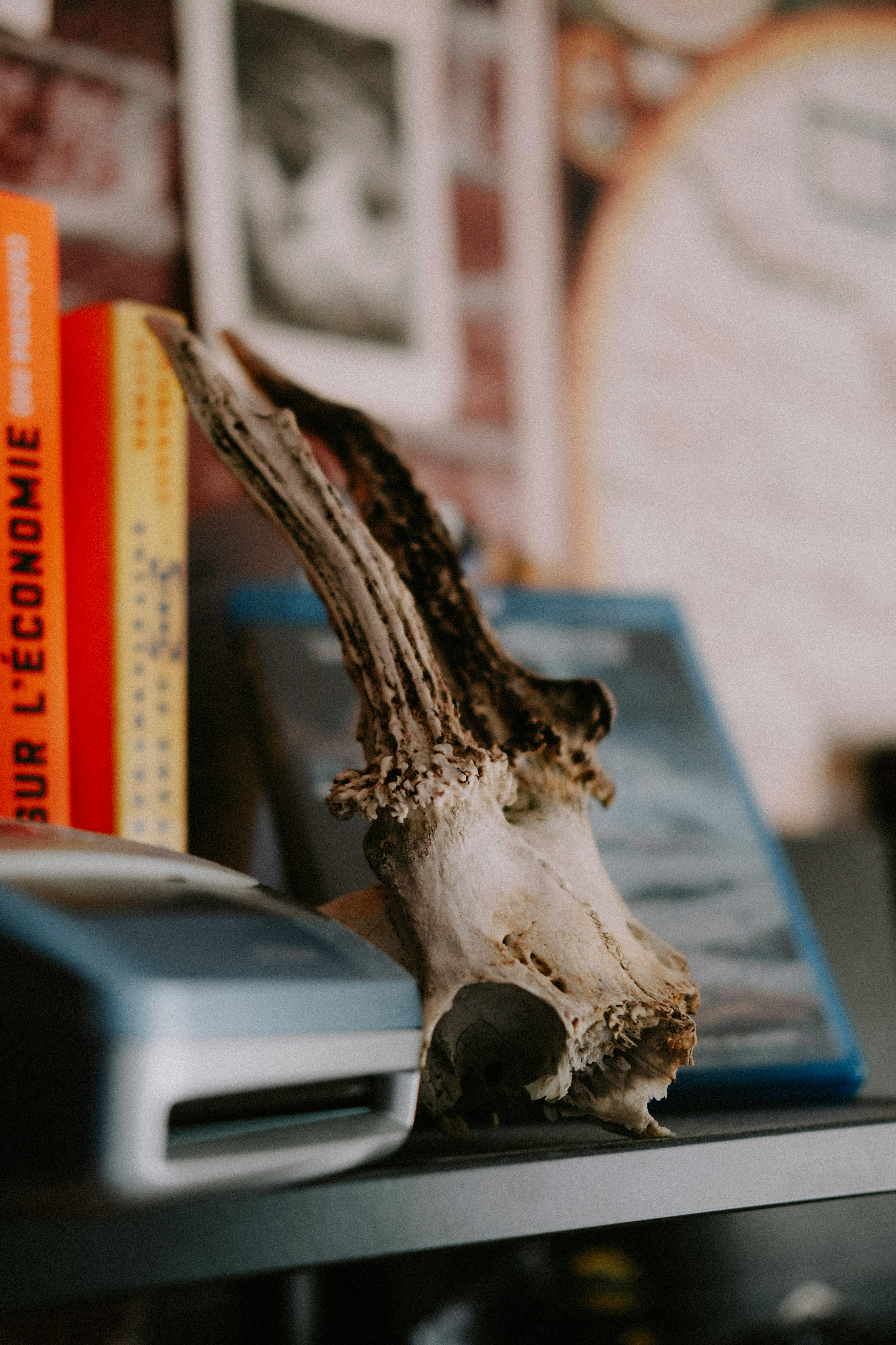 grátis Foto profissional grátis de acolhedor, Antiguidade, arquitetura Foto profissional