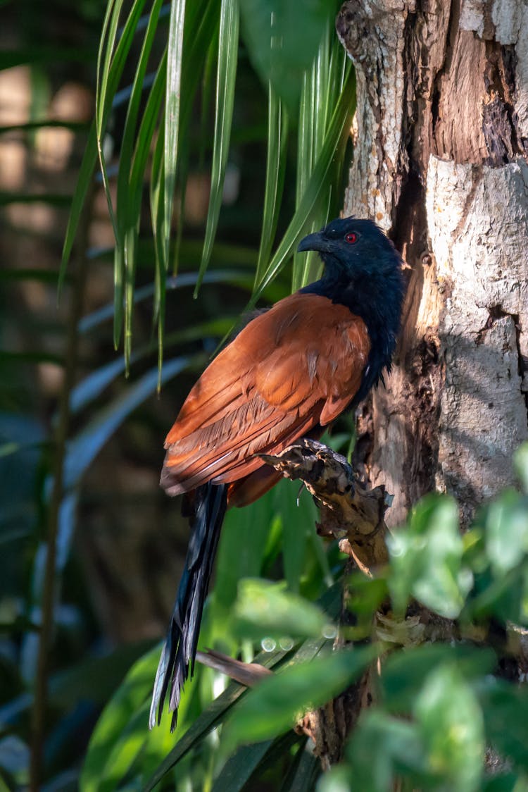 Greater Coucal Bird On Tree Branch 