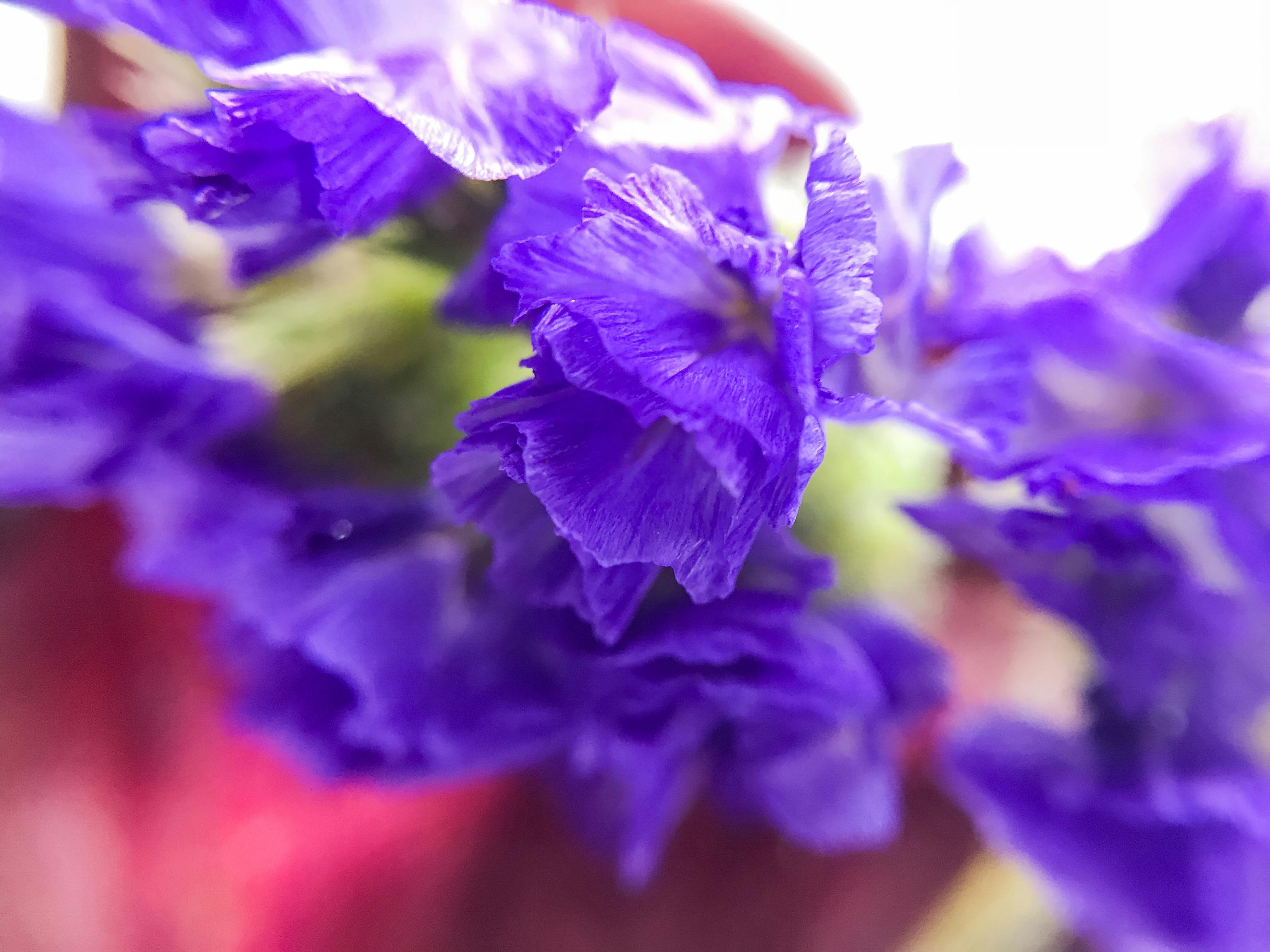 Free stock photo of beautiful flowers, blue flowers, purple flower