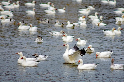 White Geese on the Water