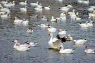 Snow Geese on the Pond