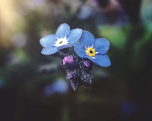 Fotografía De Enfoque Selectivo De Flores De Pétalos Azules