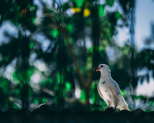 Beyaz Yas Güvercini