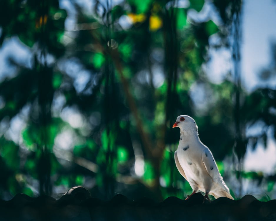 a dove