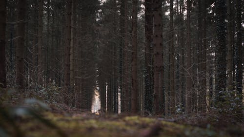 Základová fotografie zdarma na téma Belgie, dlouhý, dramatický