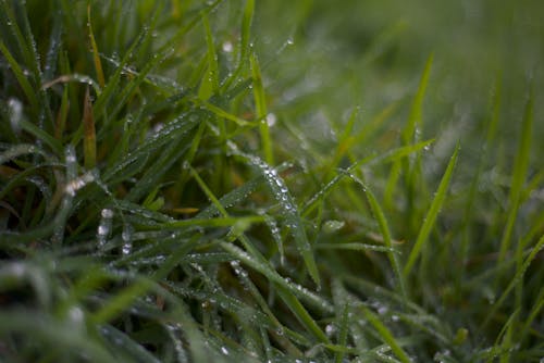 Základová fotografie zdarma na téma Belgie, pitná voda, spletitý bokeh