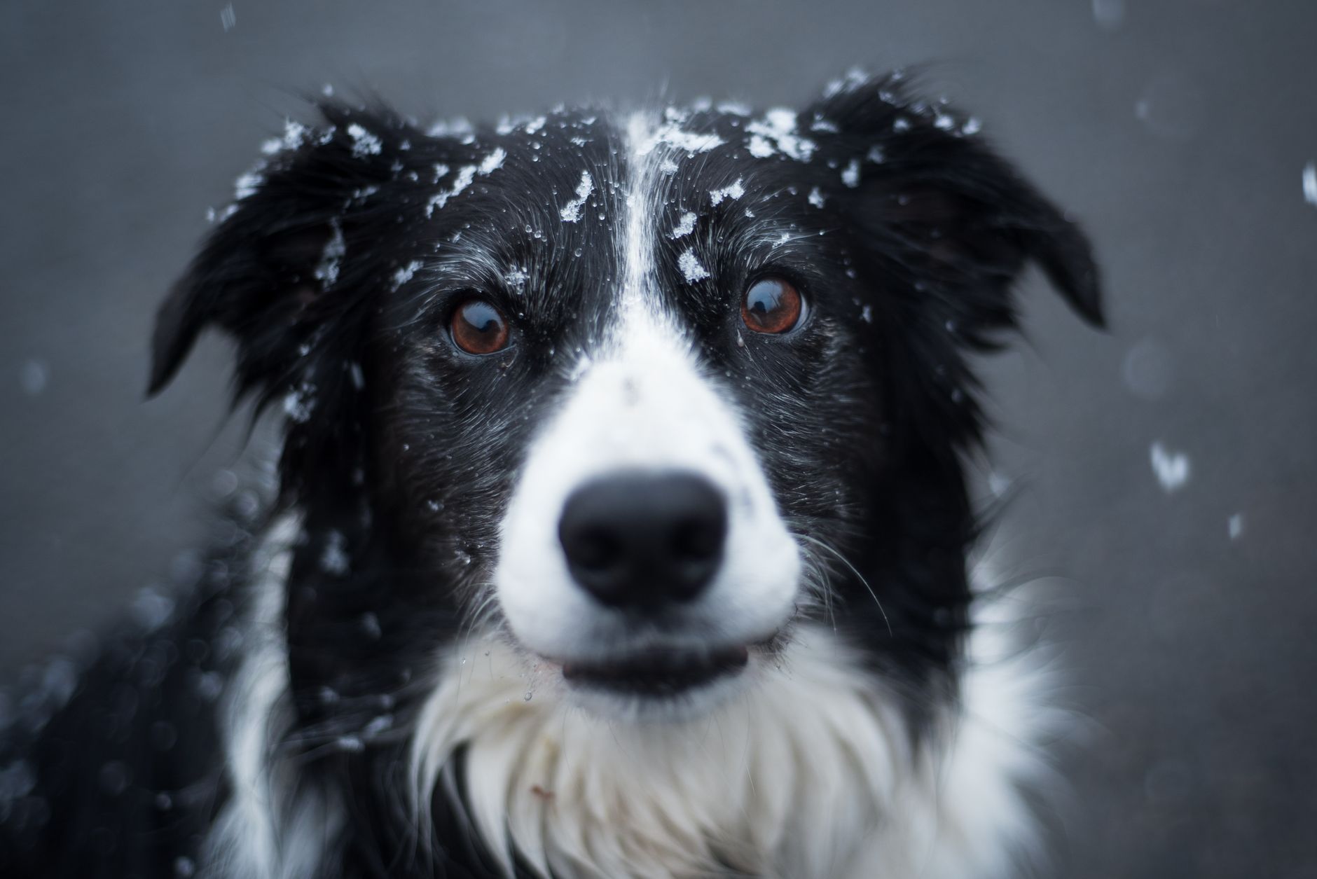 Veterinary care for a pet