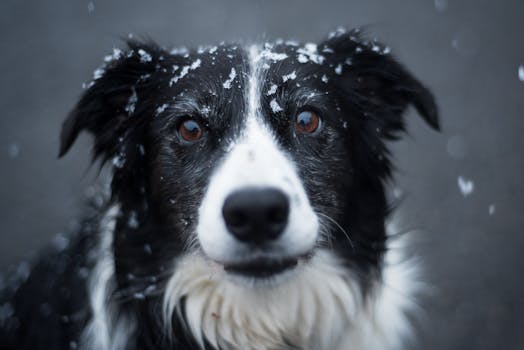 Border Collie