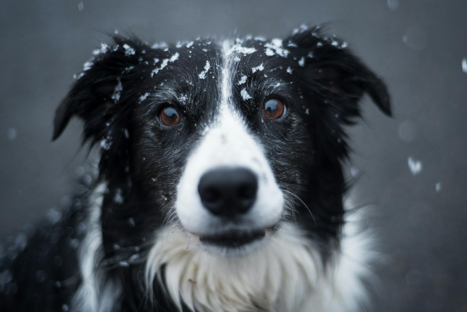 Photographie sélective de Border Collie noir et blanc adulte