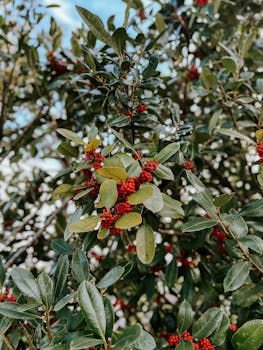 A vibrant close-up of holly berries with green leaves in Atlanta, GA, showcasing nature's beauty.