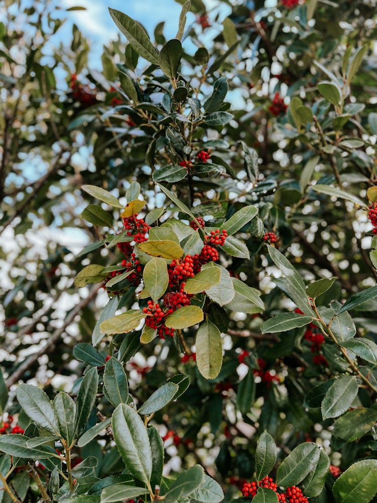 A Holly Plant