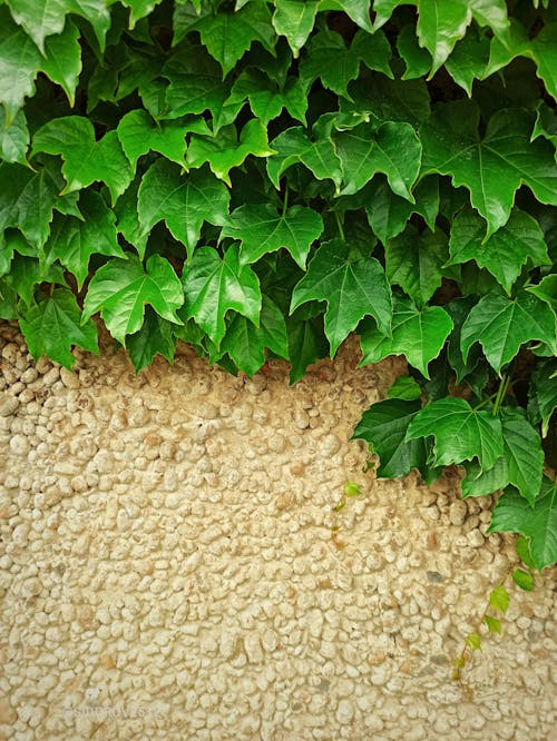 Common Ivy Leaves Near the Texture Wall 