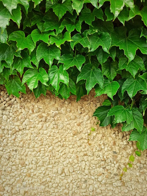 Foto profissional grátis de fotografia de plantas, hera comum, muro