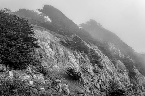 

A Grayscale of a Rocky Mountain with Trees