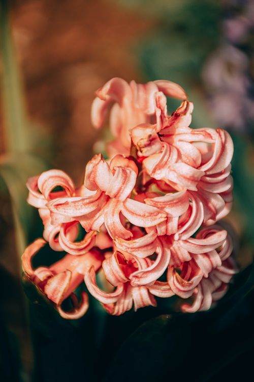 Free Beautiful close-up view of a blooming pink hyacinth with a soft, blurred background, showcasing its delicate petals. Stock Photo