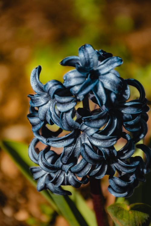 Free Detailed close-up shot of a beautiful blue hyacinth flower in full bloom during spring. Stock Photo