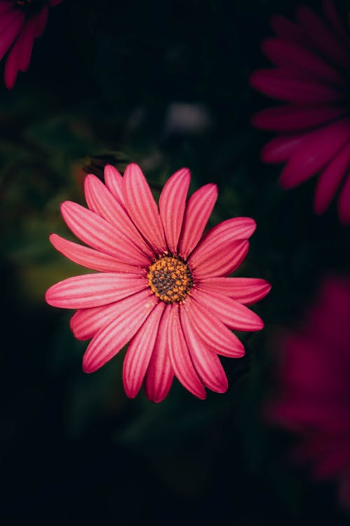 Pink Daisy Flower in Close-Up Photography · Free Stock Photo