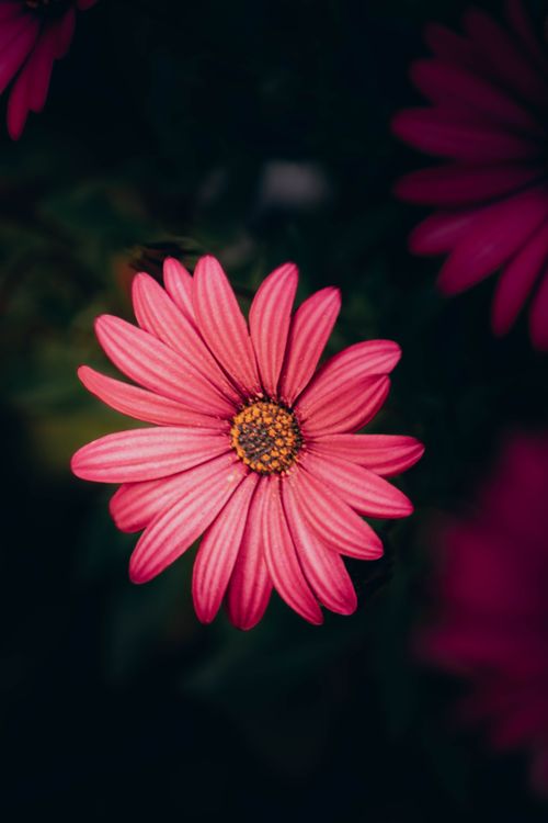 Free A vivid pink daisy in full bloom, showcasing intricate petal details and a dark background. Stock Photo