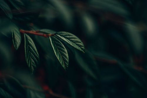 Free Artistic close-up of leaves with dark tones and detailed texture. Stock Photo
