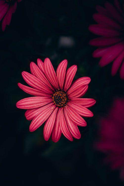 Free Close-up of a vivid pink daisy flower against a dark backdrop, showcasing its delicate petals. Stock Photo
