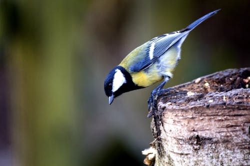 Free stock photo of bird, bluetit, nature Stock Photo