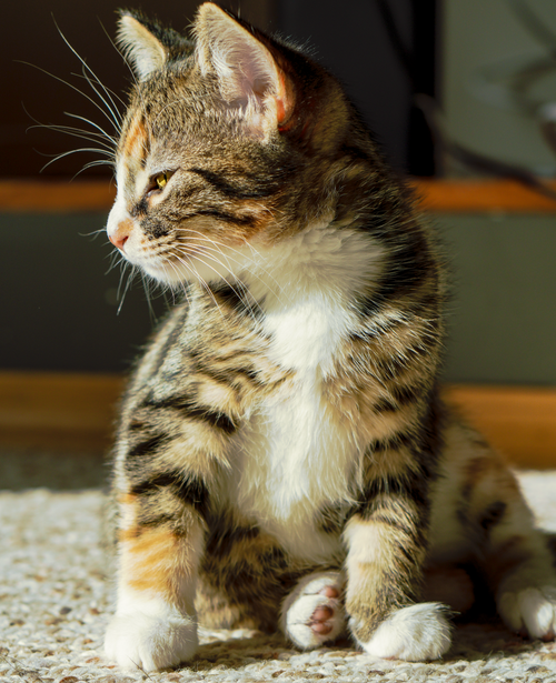 Free Adorable striped kitten sitting on carpet in warm sunlight, indoor setting. Stock Photo