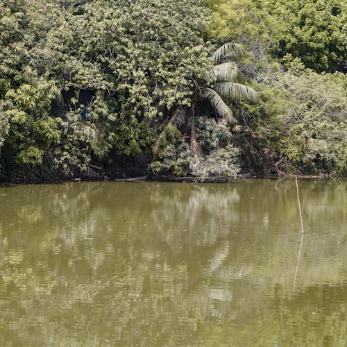 무료 강, 나무, 나뭇잎의 무료 스톡 사진