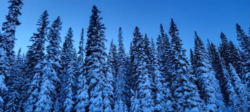 Fotobanka s bezplatnými fotkami na tému les, sneh, stromy